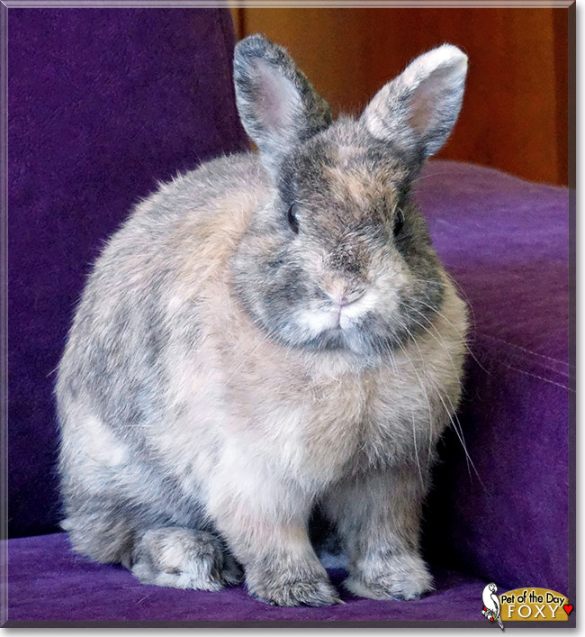 Foxy, the Pet of the Day