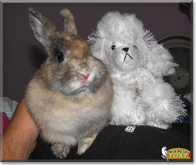 Foxy, the Pet of the Day