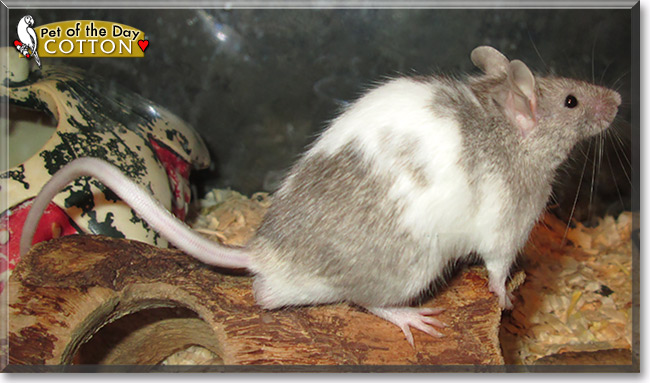 Cotton, the Pet of the Day Cotton, the Pet of the Day