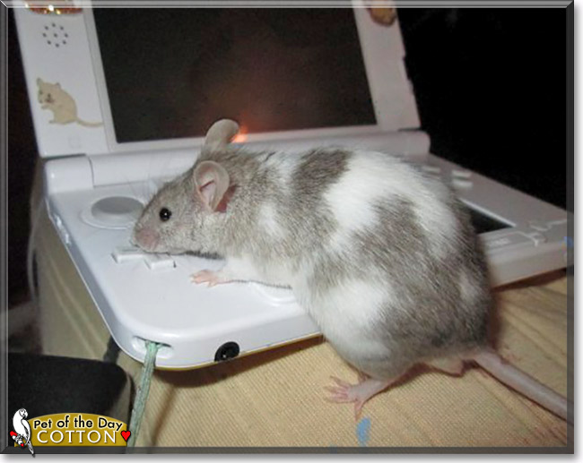 Cotton, the Pet of the Day Cotton, the Pet of the Day