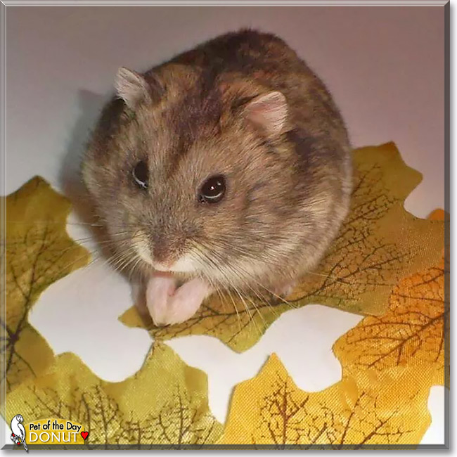 Donut, the Pet of the Day