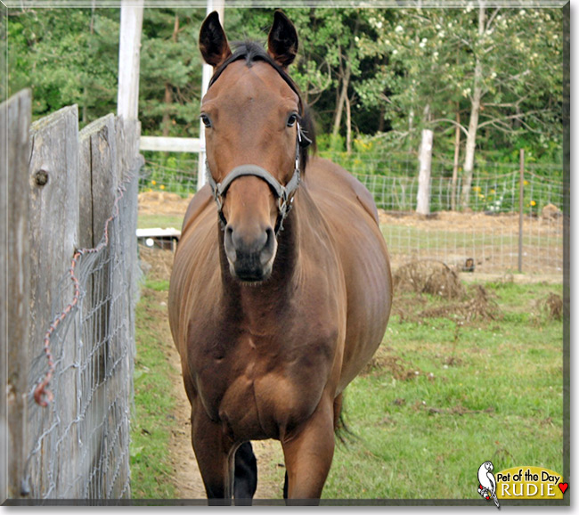 Rudie, the Pet of the Day Rudie, the Pet of the Day