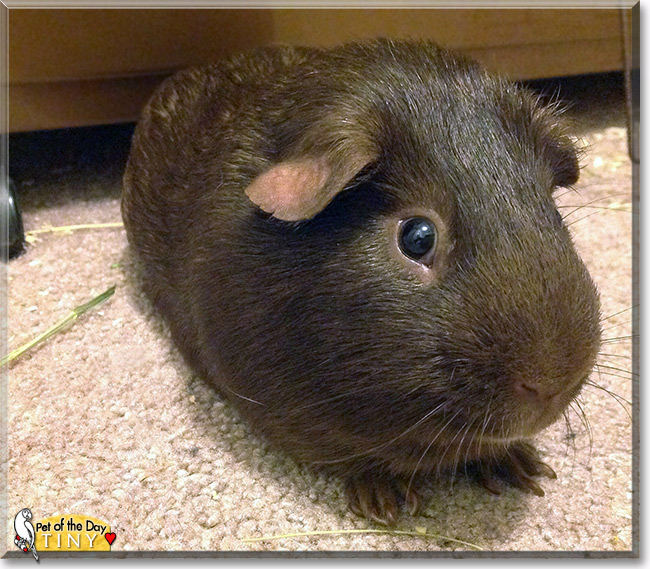 Tiny, the Pet of the Day Tiny, the Pet of the Day