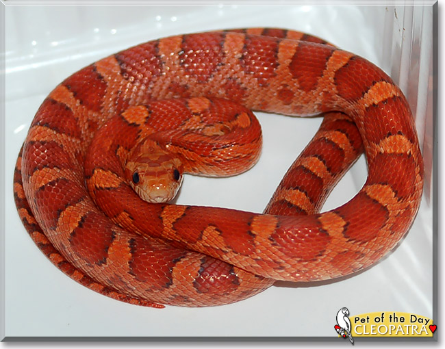 Cleopatra, the Pet of the Day Cleopatra, the Pet of the Day