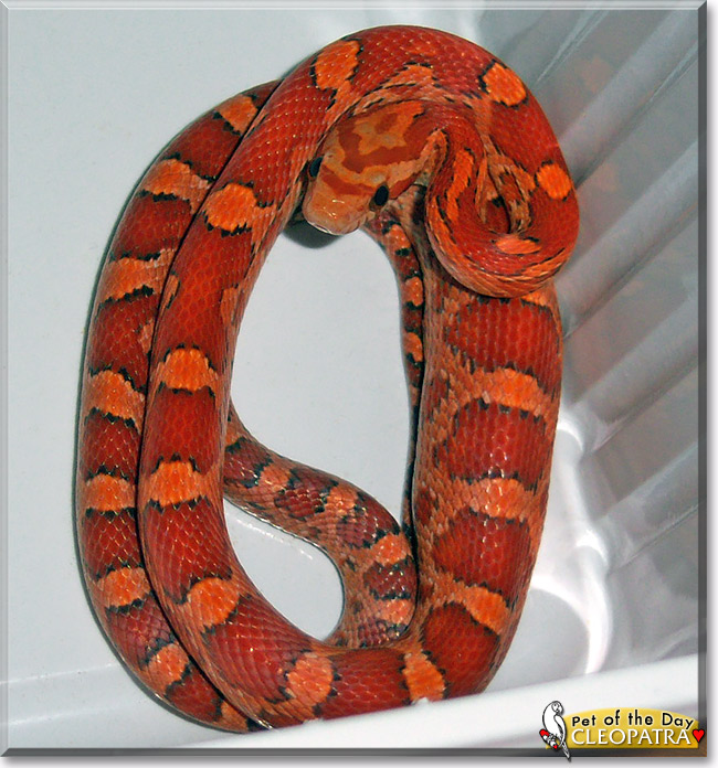 Cleopatra, the Pet of the Day Cleopatra, the Pet of the Day
