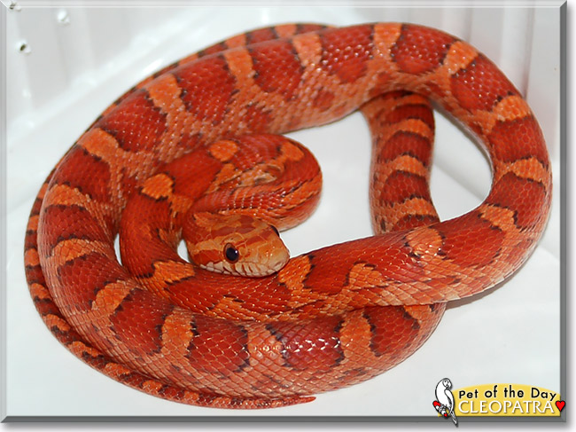 Cleopatra, the Pet of the Day Cleopatra, the Pet of the Day