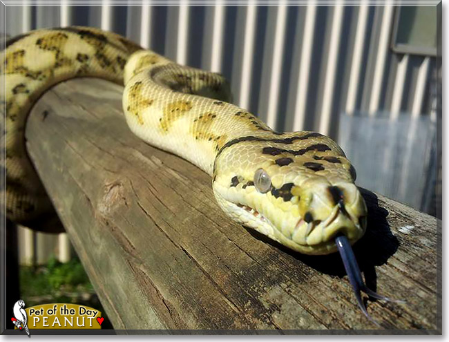 Peanut, the Pet of the Day
