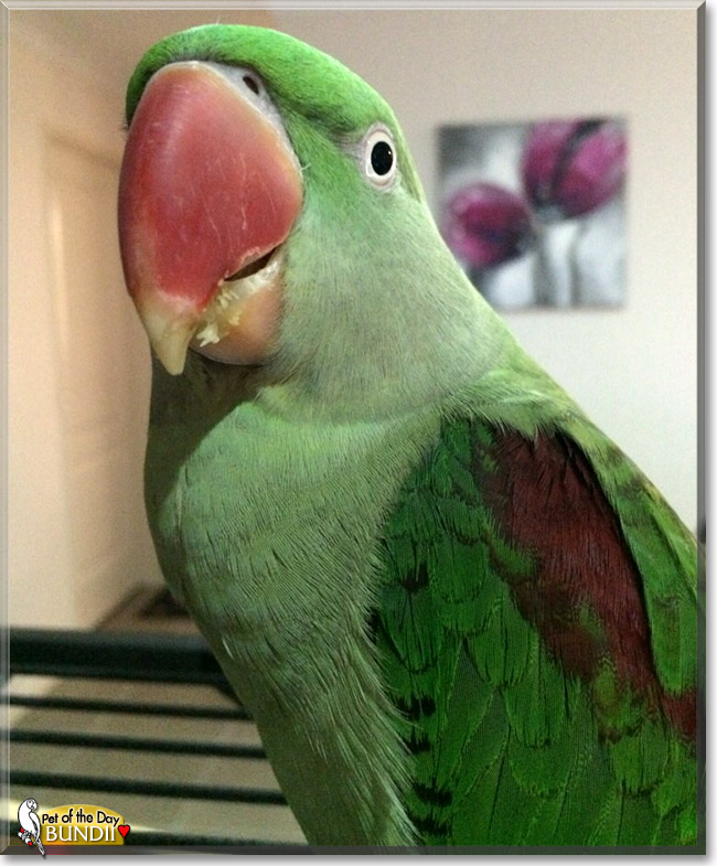 Bundii, the Pet of the Day Bundii, the Pet of the Day