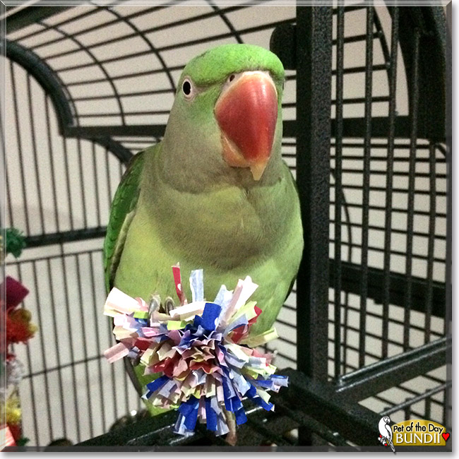 Bundii, the Pet of the Day Bundii, the Pet of the Day