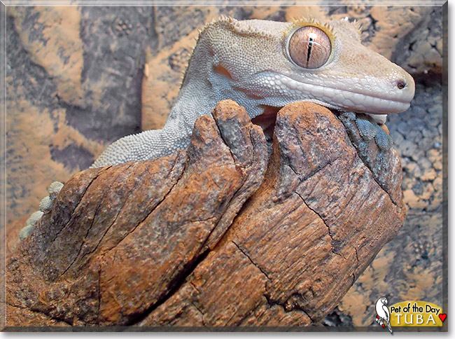 Tuba, the Pet of the Day Tuba, the Pet of the Day