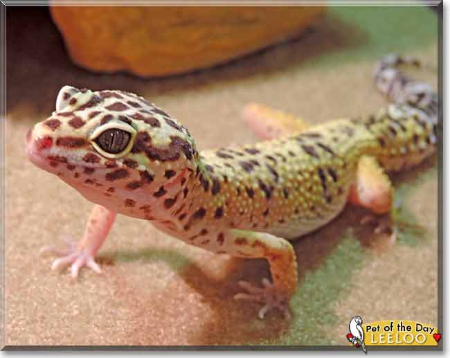 Leeloo, the Pet of the Day Leeloo, the Pet of the Day