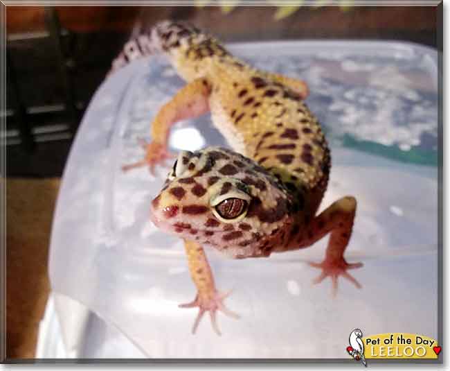 Leeloo, the Pet of the Day Leeloo, the Pet of the Day