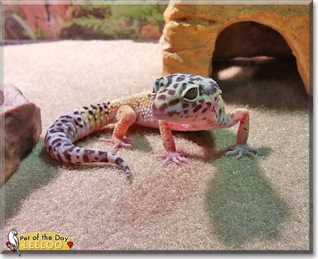 Leeloo, the Pet of the Day Leeloo, the Pet of the Day