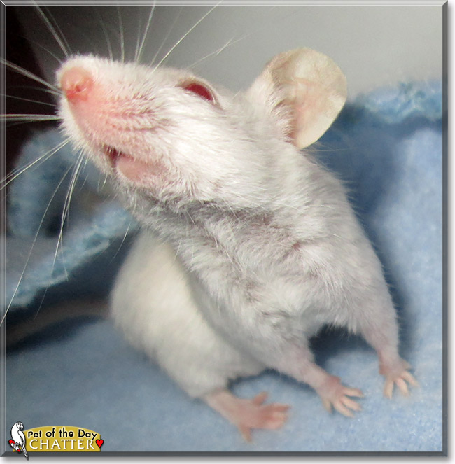Chatter, the Pet of the Day Chatter, the Pet of the Day