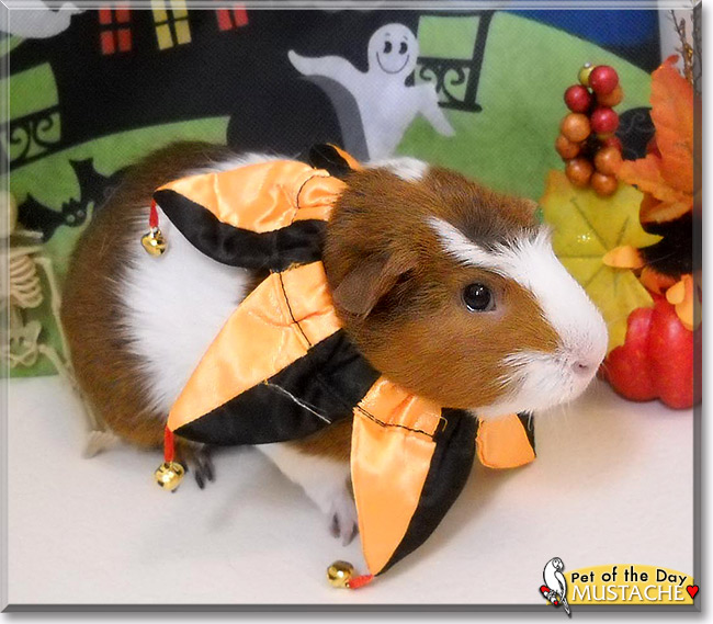 Mustache, the Pet of the Day Mustache, the Pet of the Day
