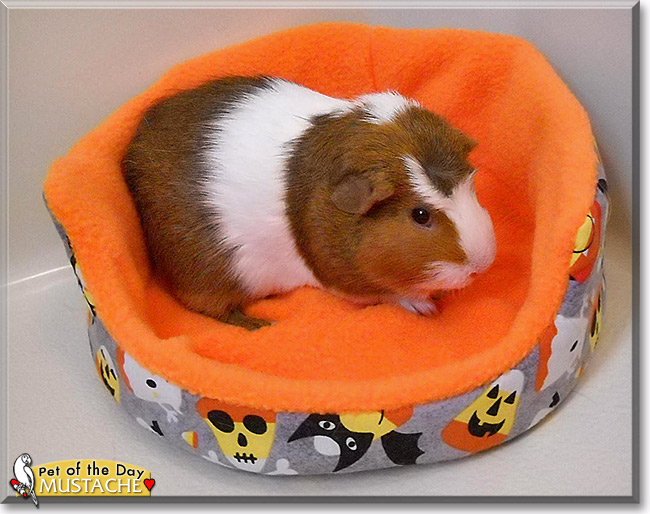 Mustache, the Pet of the Day Mustache, the Pet of the Day