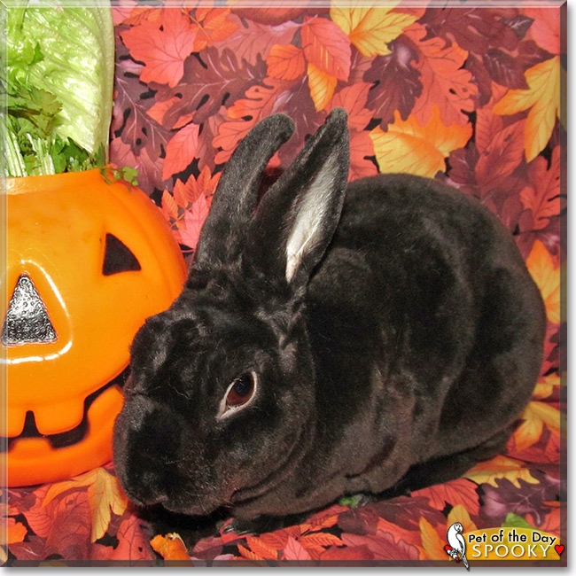 Spooky, the Pet of the Day Spooky, the Pet of the Day