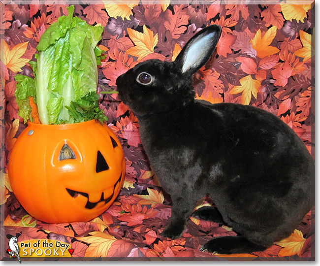 Spooky, the Pet of the Day Spooky, the Pet of the Day