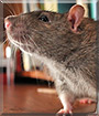 Rumble the Fancy Rat