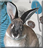 Xander the Rex Rabbit
