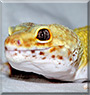Cloud the Leopard gecko