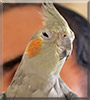 Kokeena the Cockatiel