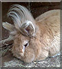 Henry the Lionhead Rabbit