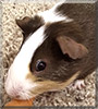 Rose the Guinea Pig