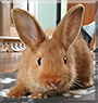 Sansa the Thrianta Rabbit