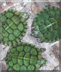 Larry, Curly & Moe the Red Eared Slider Turtles