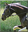 Journey the Paint Pony
