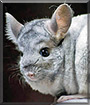 Sora the Mosaic Chinchilla