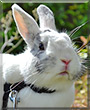 Ezekiel the Angora Rabbit