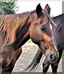 Ginger the Mustang Cross