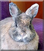 Foxy the Netherland Dwarf Rabbit