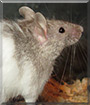 Cotton the Fancy Mouse
