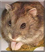 Donut the Dwarf hamster
