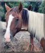 Aspen the Paint Pony, Quarter Horse