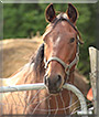 Rudie the Standardbred Horse