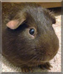 Tiny the Guinea Pig