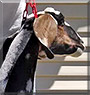 Moon the Nubian goat