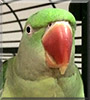 Bundii the Alexandrine parrot