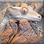 Tuba the Crested Gecko