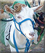 Bean the Saanen Goat