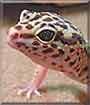 Leeloo the Leopard Gecko