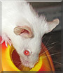 Chatter the Fancy Mouse