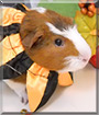 Mustache the Guinea Pig