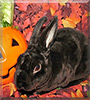 Spooky the Mini Rex Rabbit