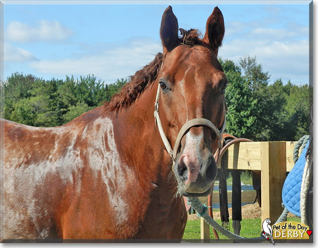 Derby, the Pet of the Day Derby, the Pet of the Day