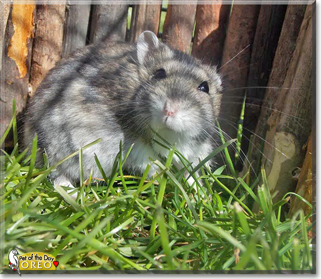 Oreo, the Pet of the Day Oreo, the Pet of the Day